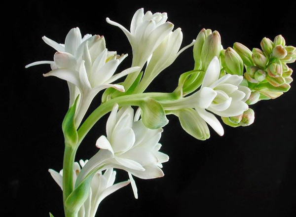 Hoa huệ trắng thường được sử dụng để thờ cúng và gửi lời chia buồn trong dịp tang lễ