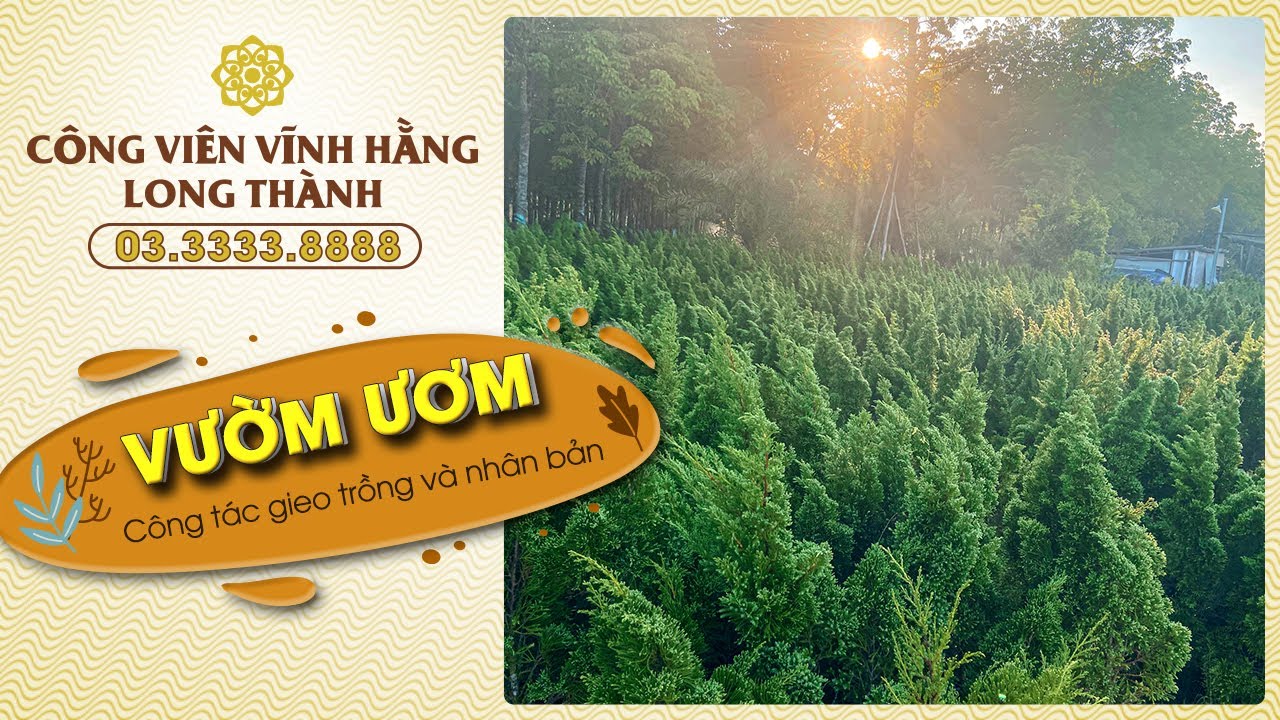 Công tác gieo trồng và nhân bản cây xanh tại Vườn ươm Công Viên Vĩnh Hằng Long Thành.